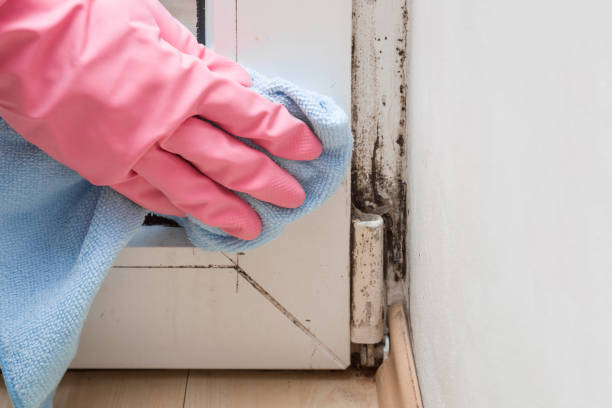 Best Best Mold Removal Companies  in Willow Park, TX
