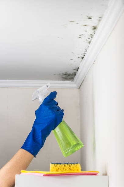 Best Mold Removal Specialists  in Willow Park, TX